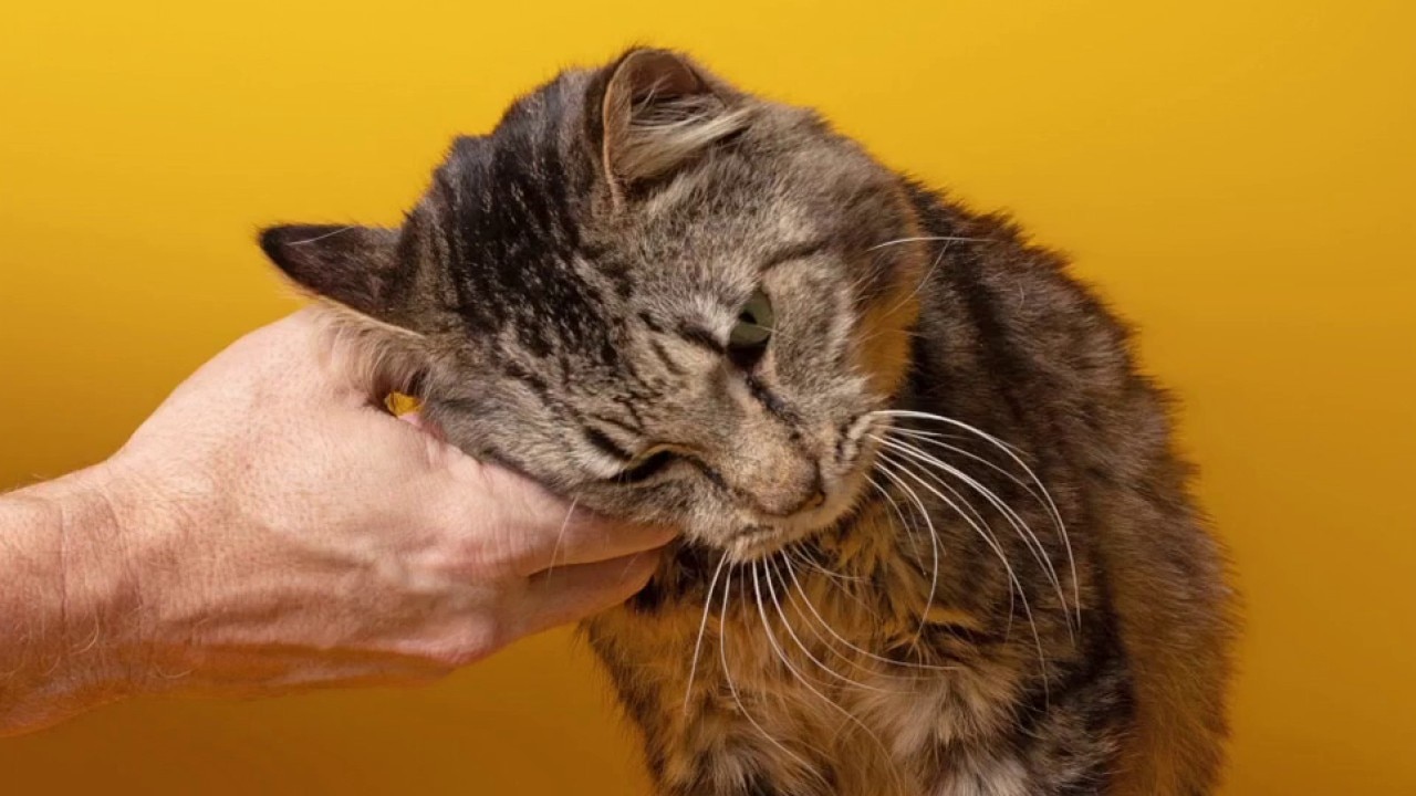 Meet Sir Thomas: Pet of the Weekend