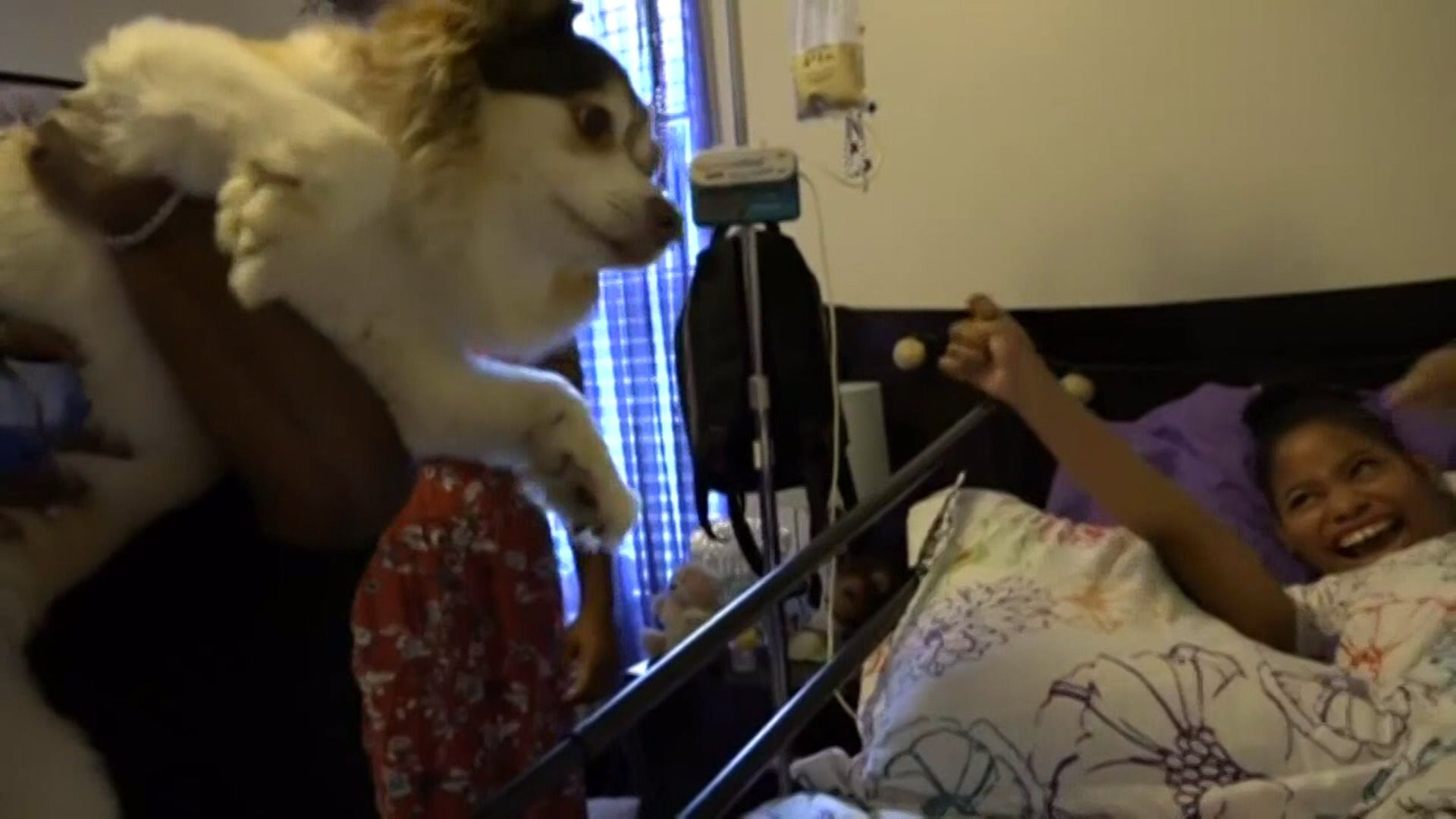 Service dog reunited with family