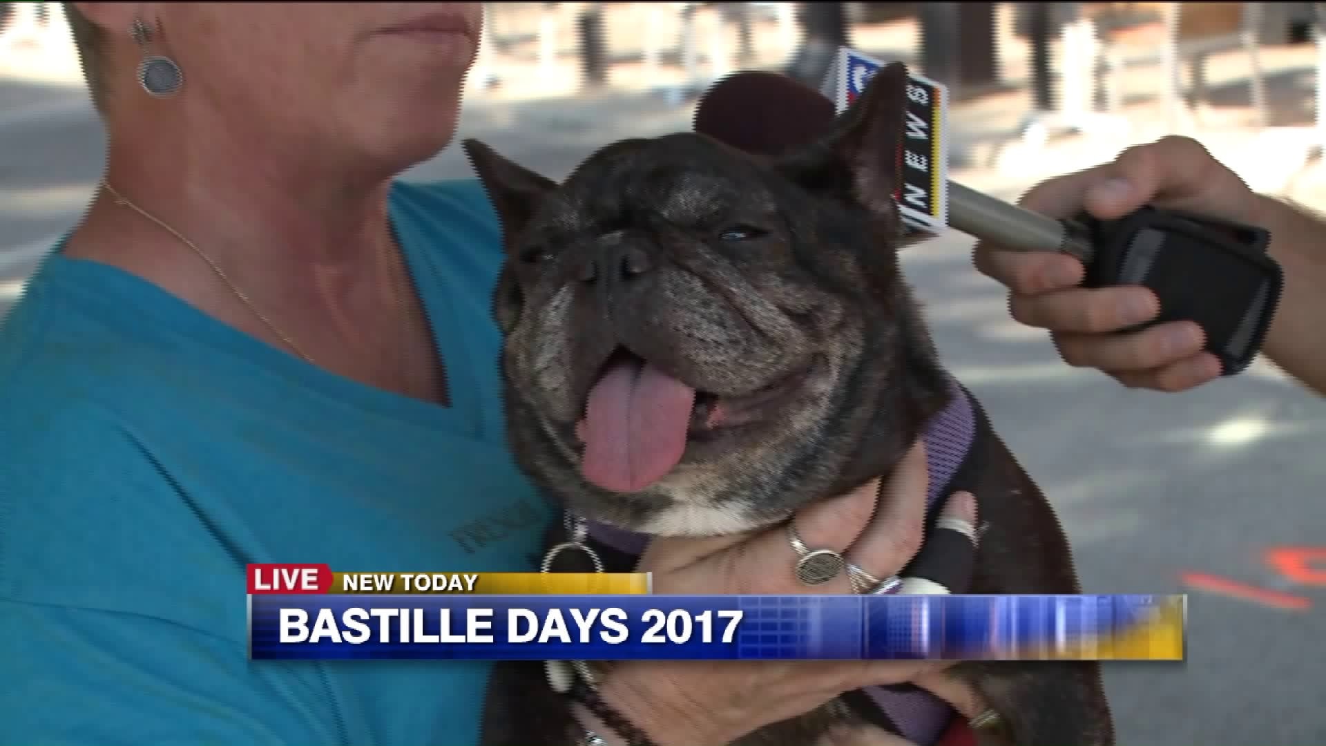 French bulldog