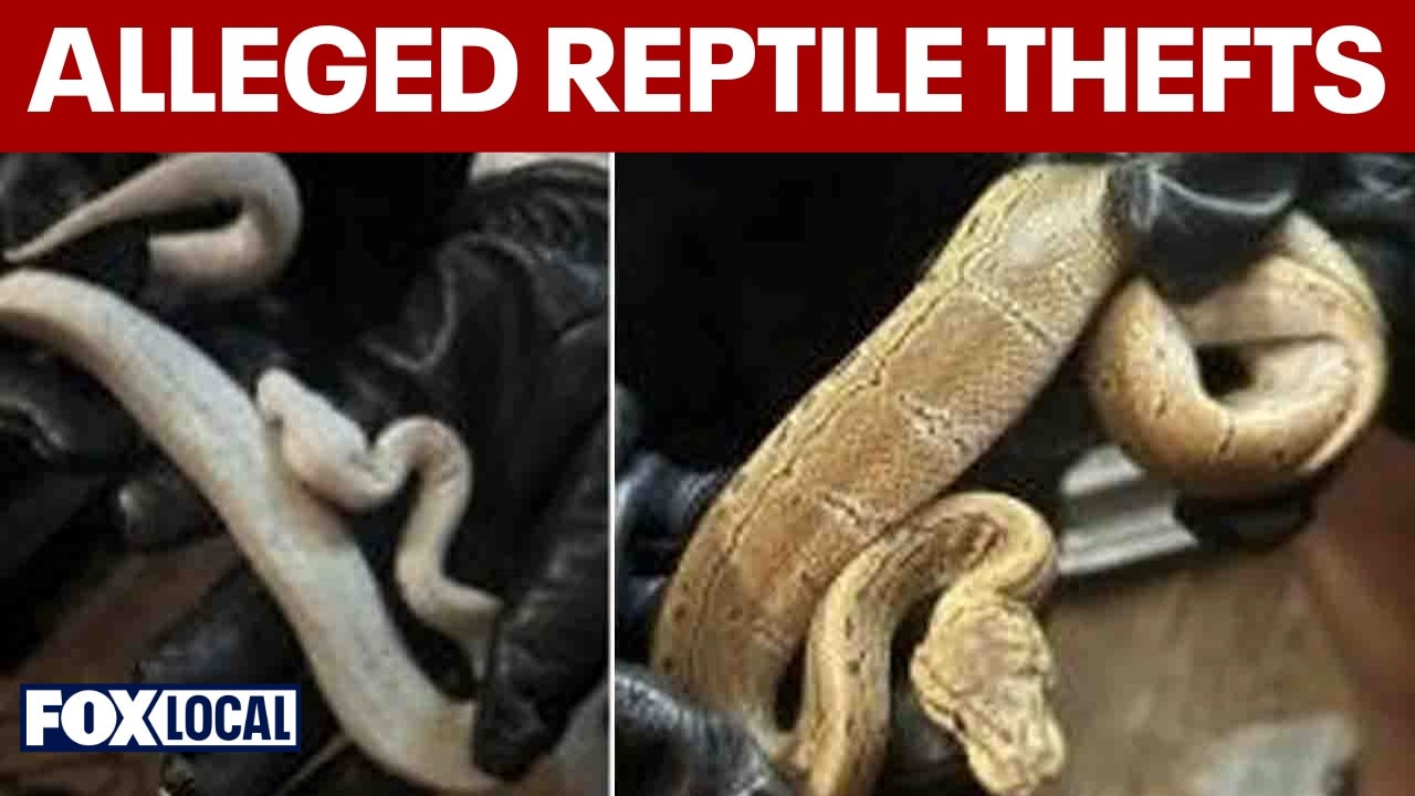 3 charged in organized reptile thefts across Fairfax County, police say