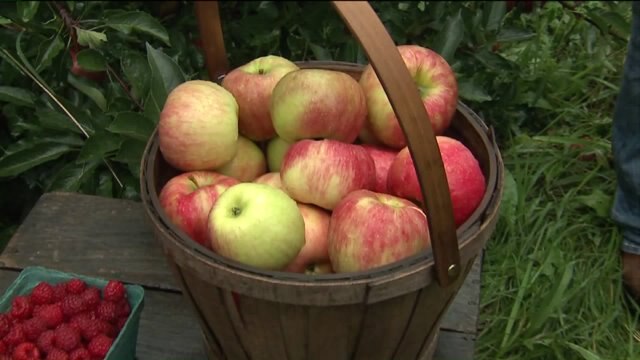 Fall fun: Kramp picks apples and raspberries at the Old Homestead Orchard