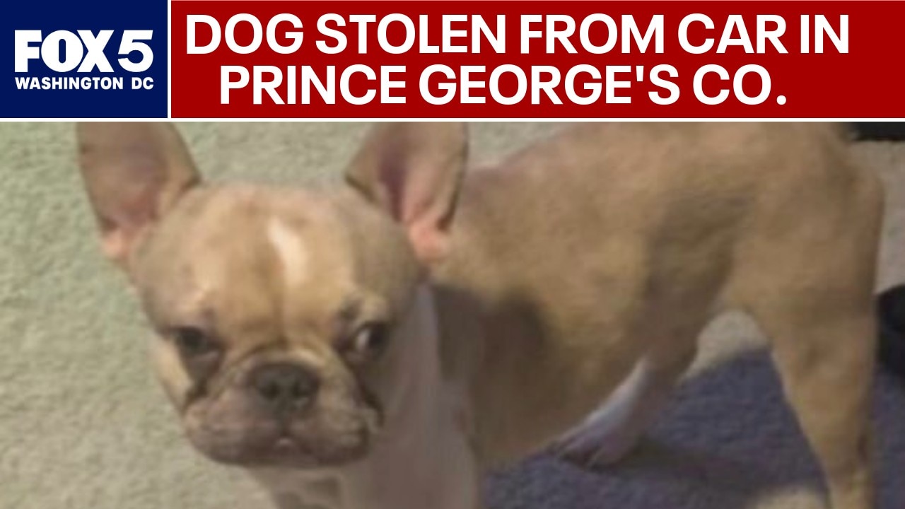 French bulldog stolen from car at Prince George's County gas station