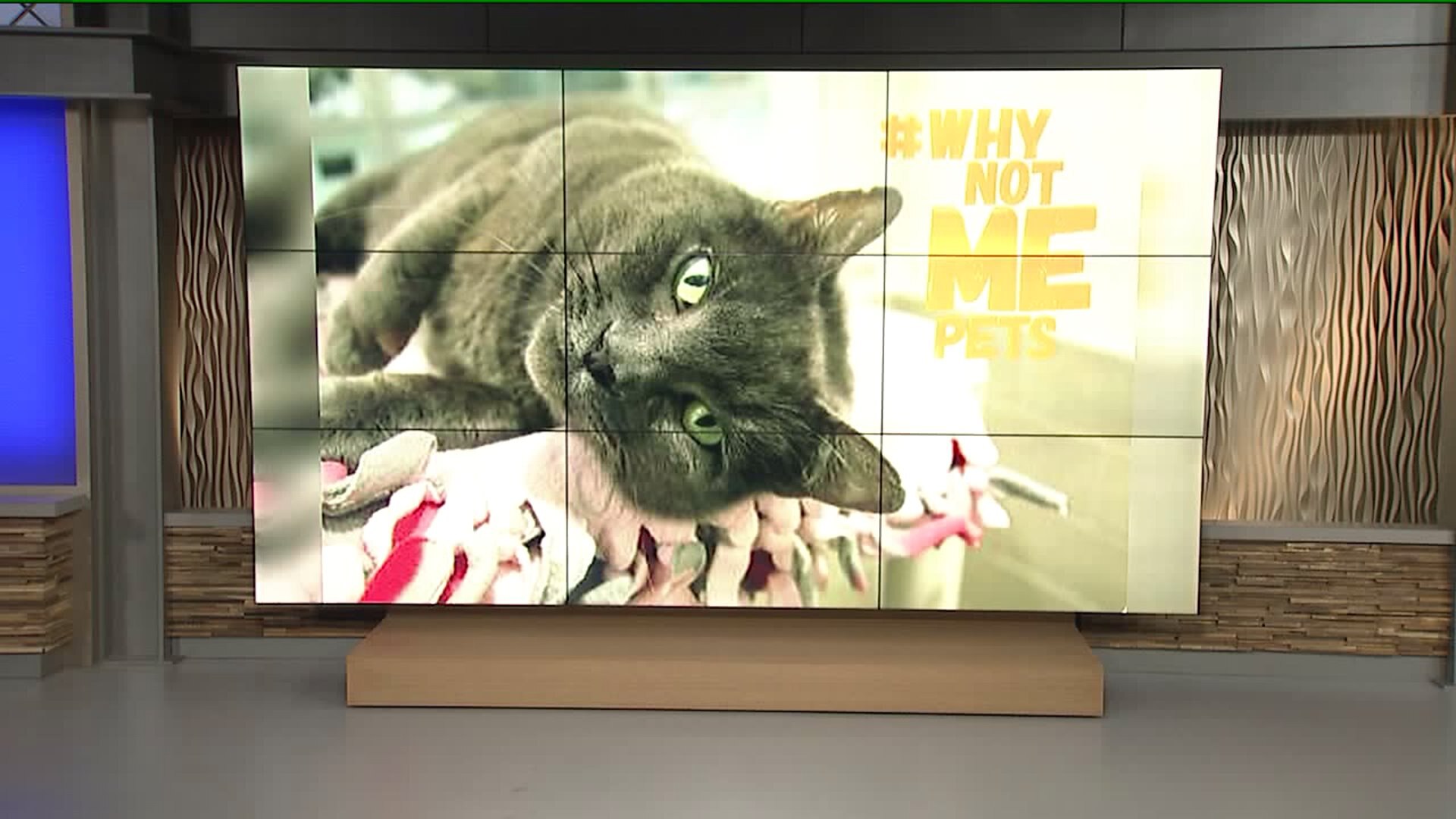 Meet Gracie! #WhyNotMePets