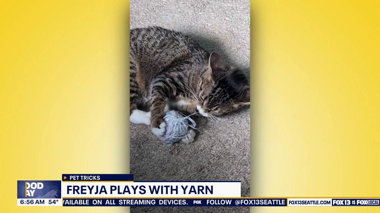 Good Day Pet Tricks for Friday, Sept. 4