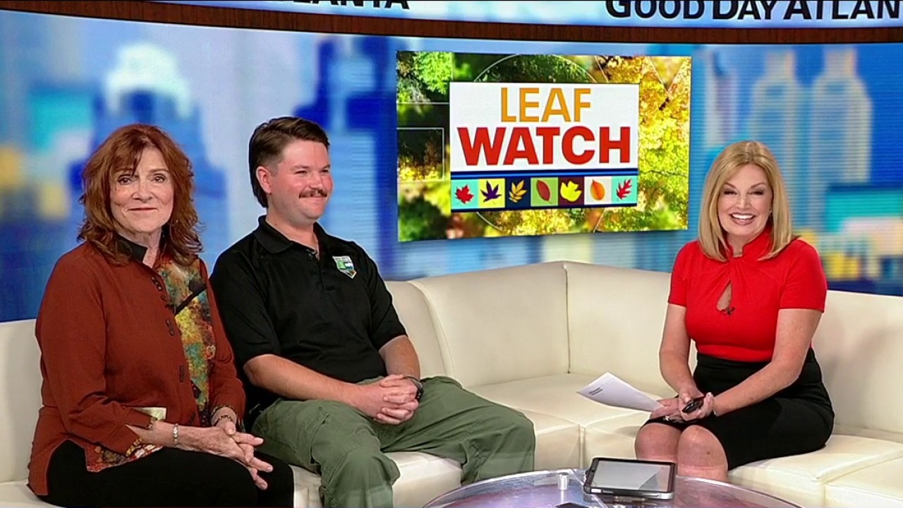 Georgia's annual leaf watch kicks off today