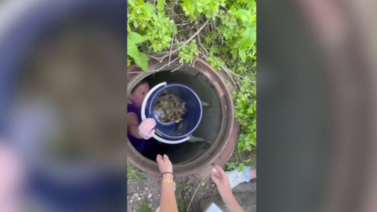 West suburban preschool staff rescue 11 ducklings from storm drain | ChicagoLIVE