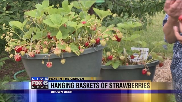 The hanging baskets of strawberries successfully overwintered