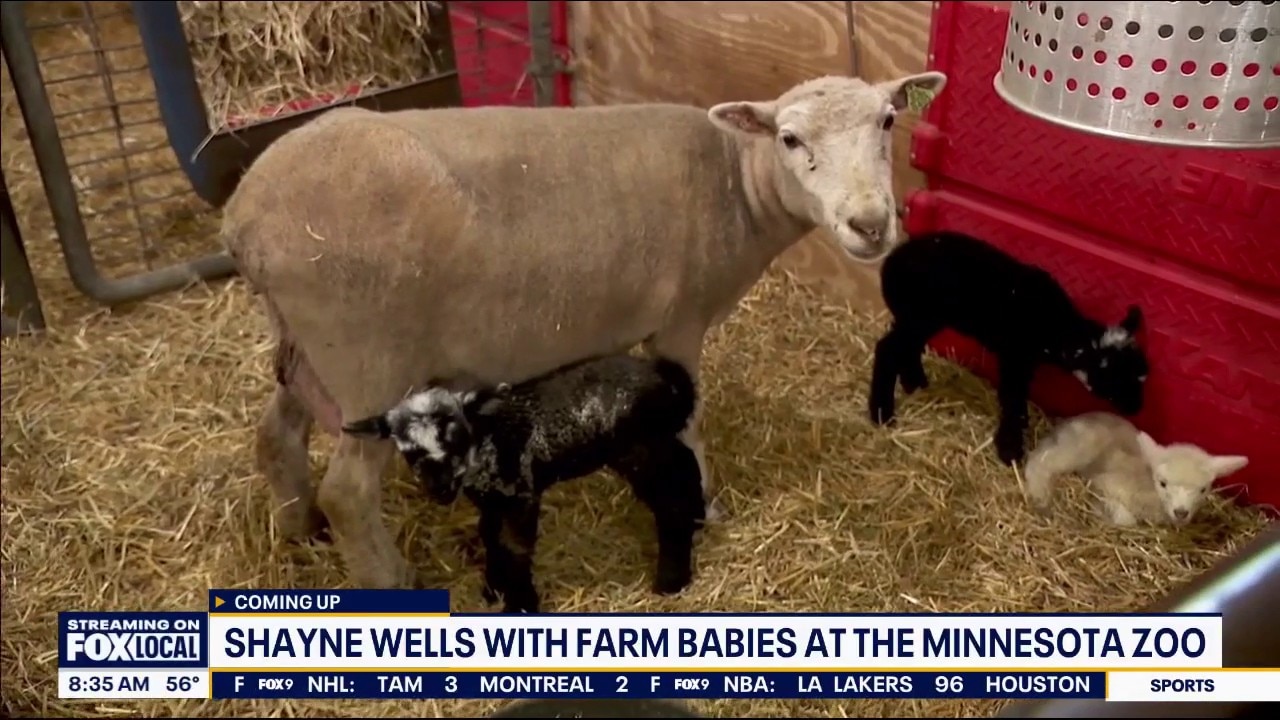 Baby boom at the Minnesota Zoo 