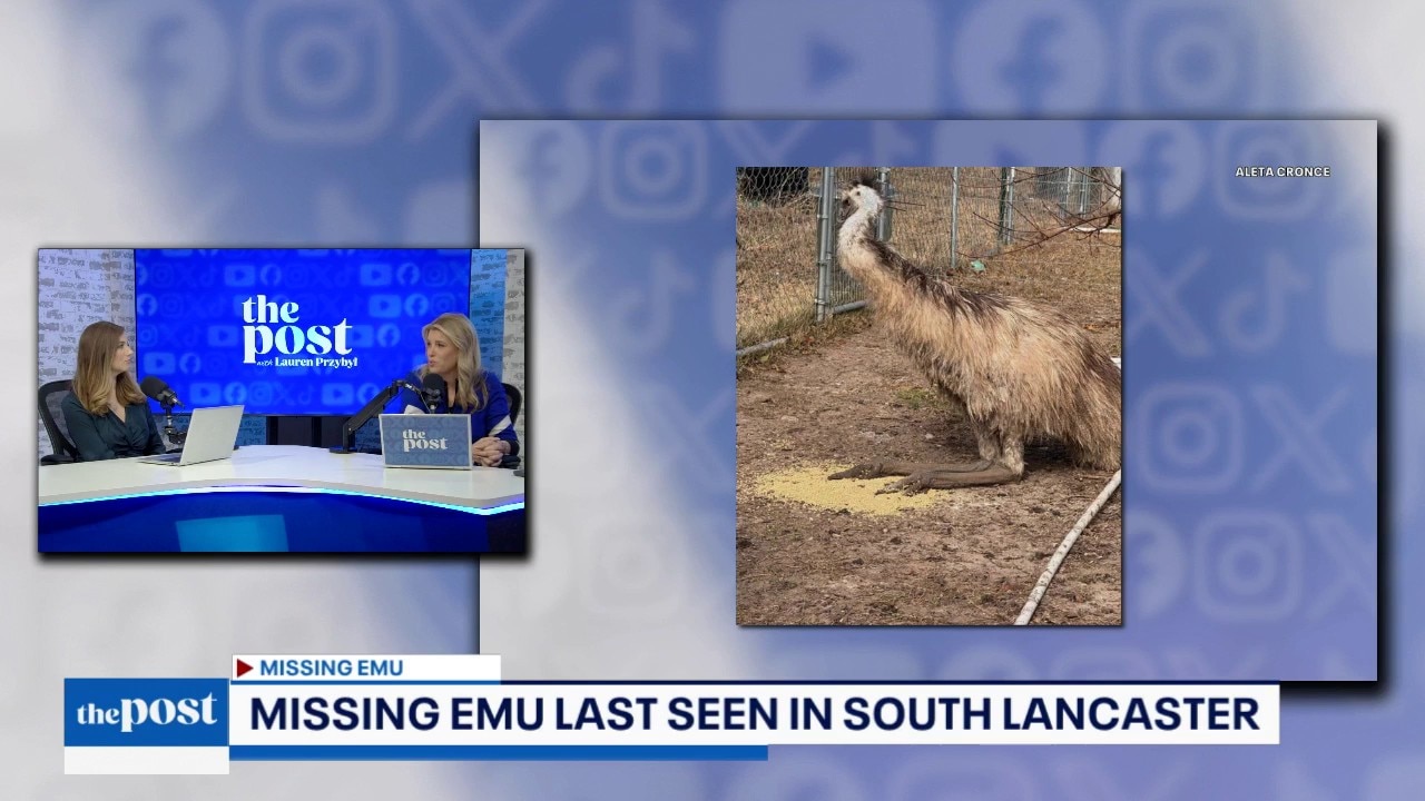 World Cup, World Records & lookout for a missing Emu | The Post