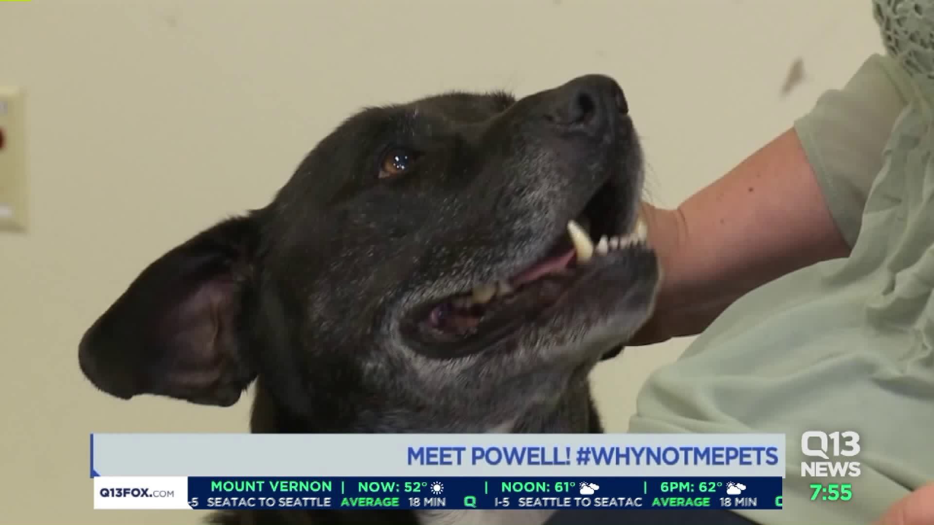 Meet Powell! #WhyNotMePets