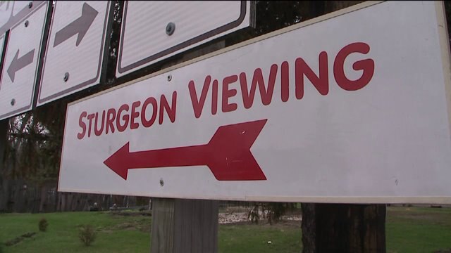 "The Sturgeon Guard"