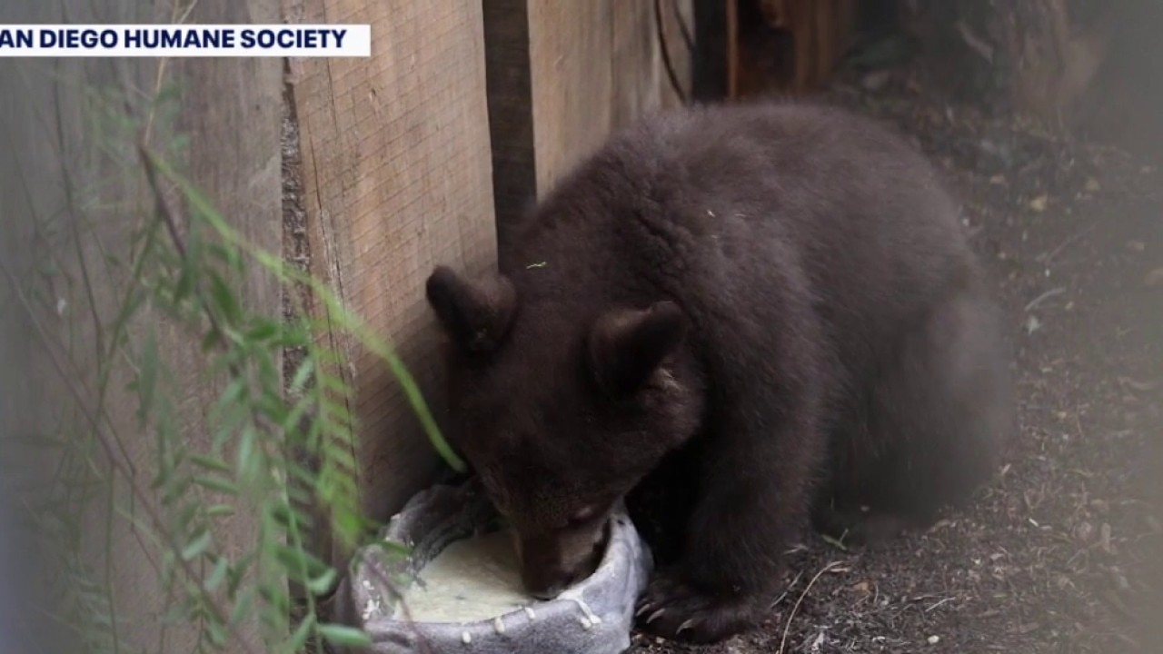 Monrovia bear cubs doing well at Ramona Wildlife Center