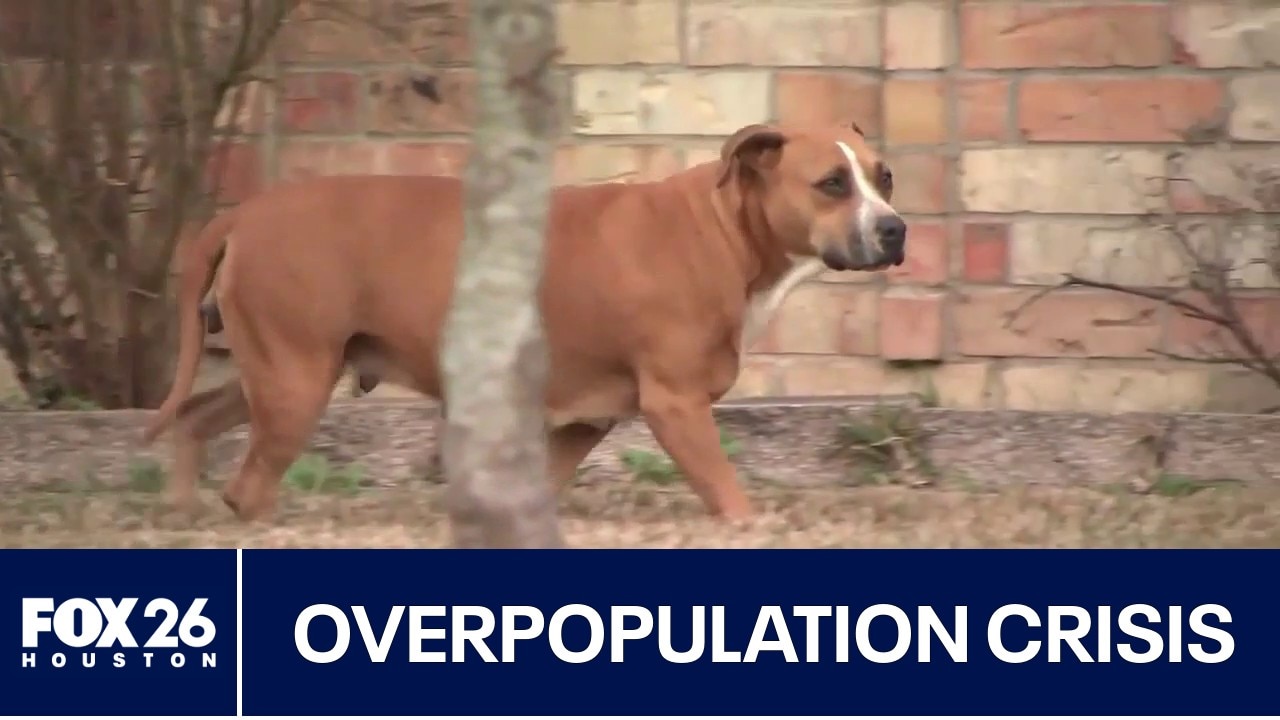 Homeless animals impacting Houston public safety