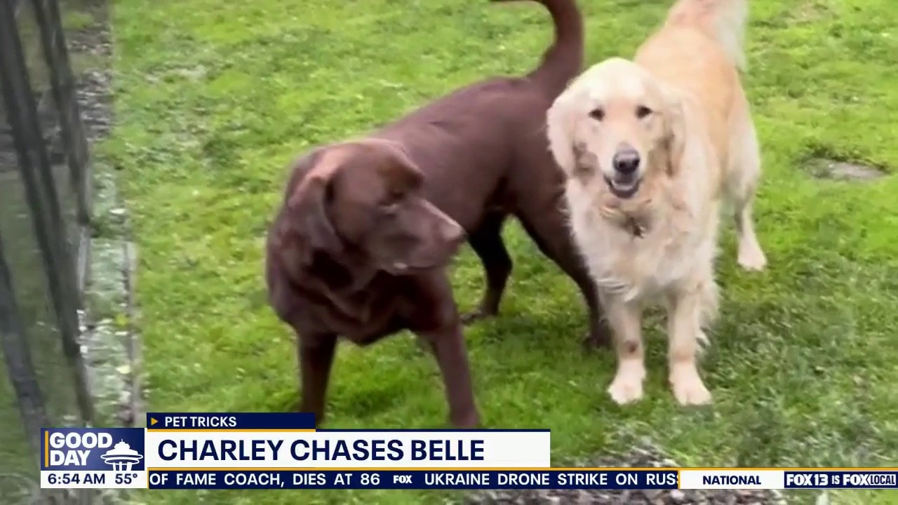 Good Day Pet Tricks for Monday, Aug. 10