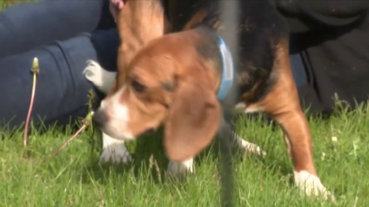 Ridglan Farms beagles: Wisconsin Humane Society to welcome 130 dogs