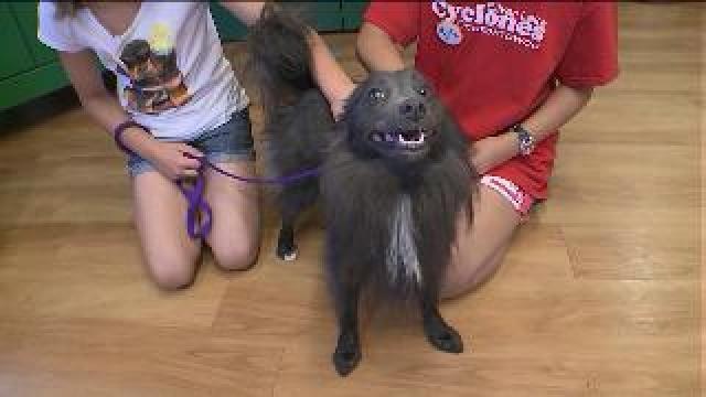 Chip checks out Kids 'N Critters summer camp