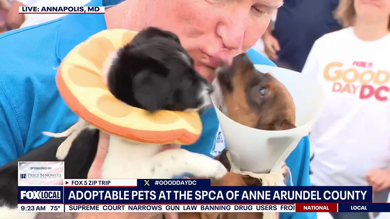 Zip Trip to Annapolis: Forever Home Friday