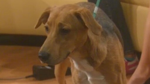 Pet of the Week: Emma