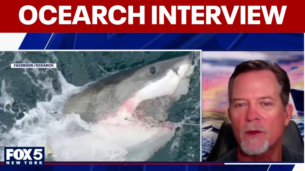 OCEARCH warning: More great white sharks may be heading toward NY, NJ