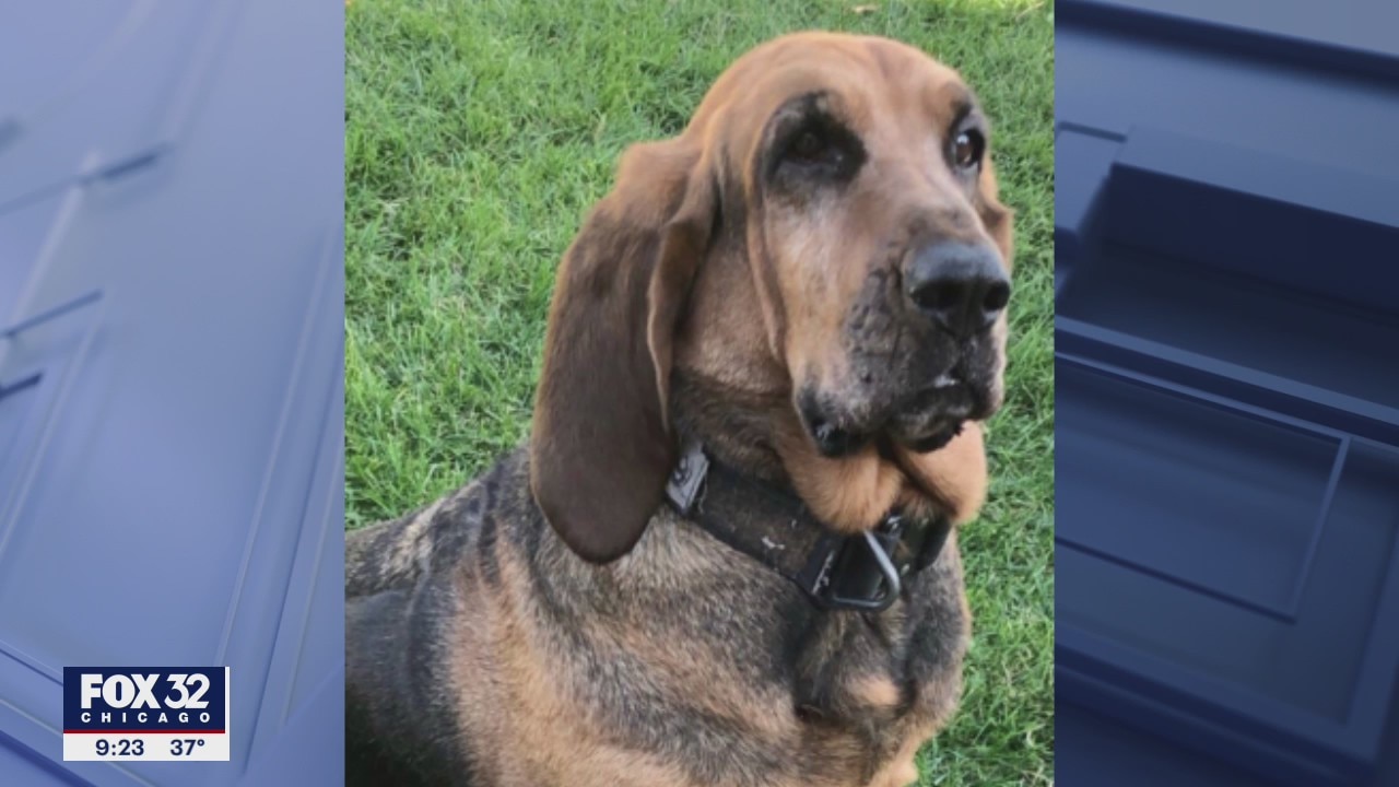 Cook County police dog helps sheriff locate missing person in Steger