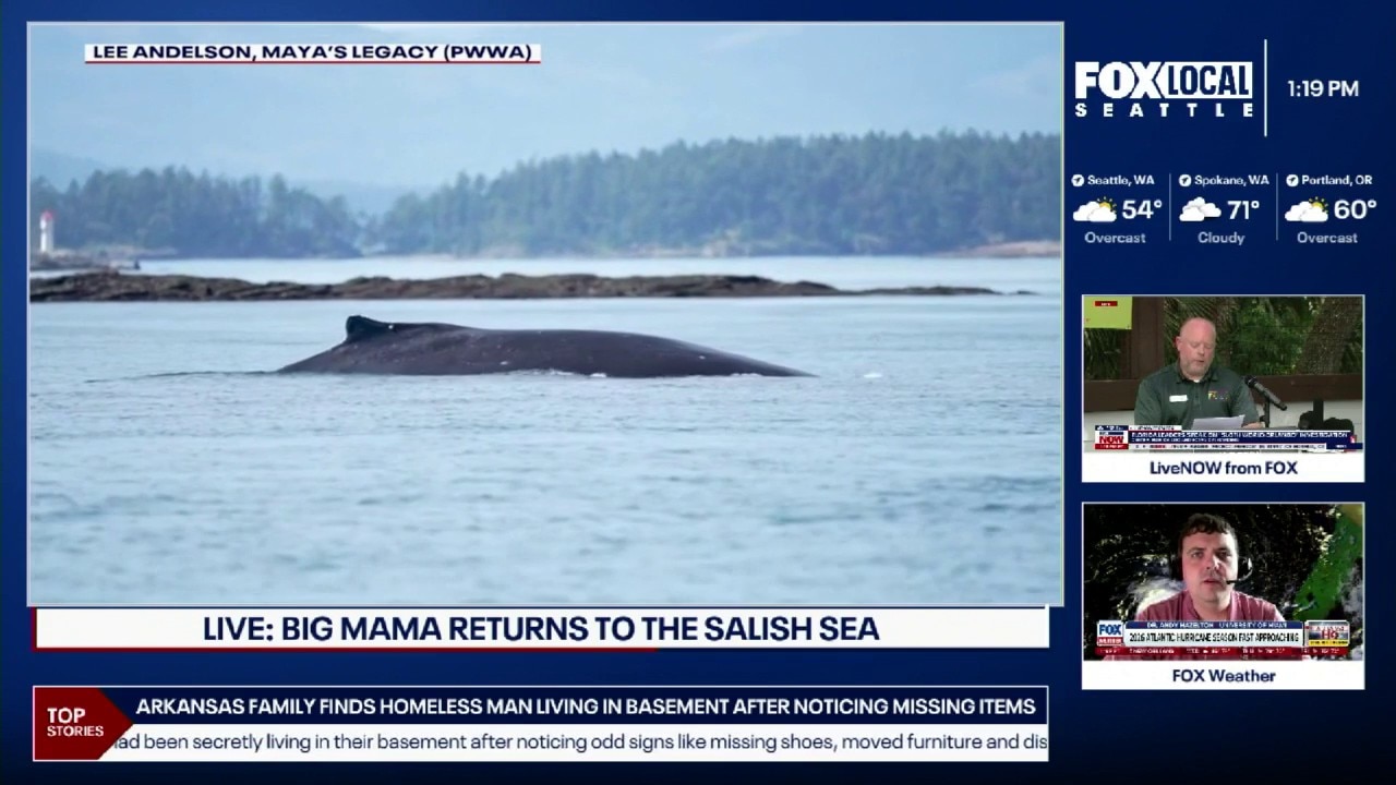 Famous humpback Big Mama returns to Salish Sea