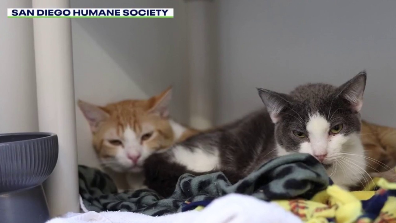 San Diego Humane Society rescues hundreds of animals 