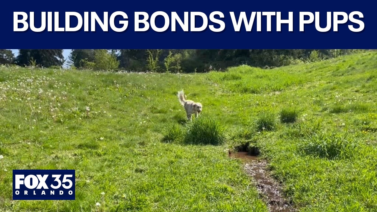 Building a stronger bond with your pup