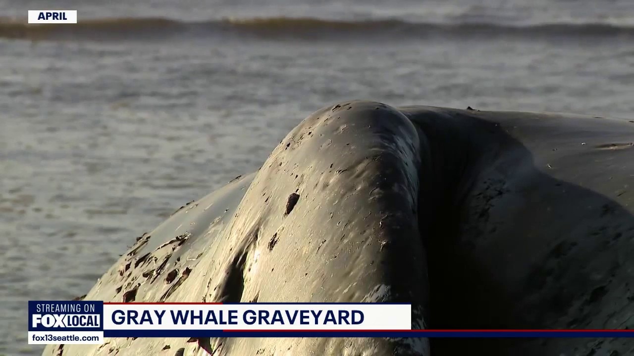 Dead gray whales plague Washington coast