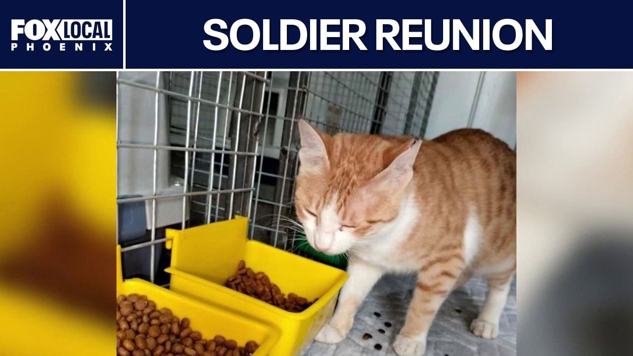 Stray cat rescued in Iraq reunited with soldier