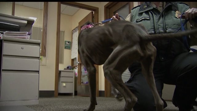 $5,000 reward offered in animal cruelty case