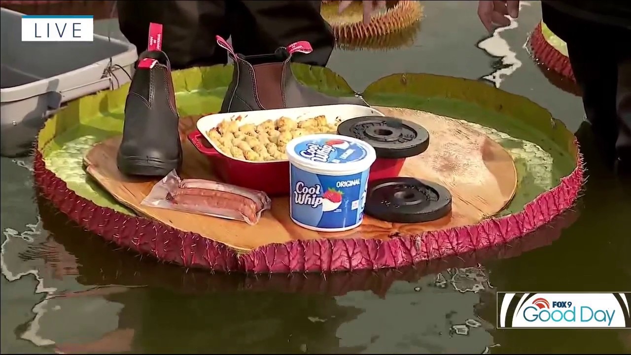 Waterlily weigh-off preperations