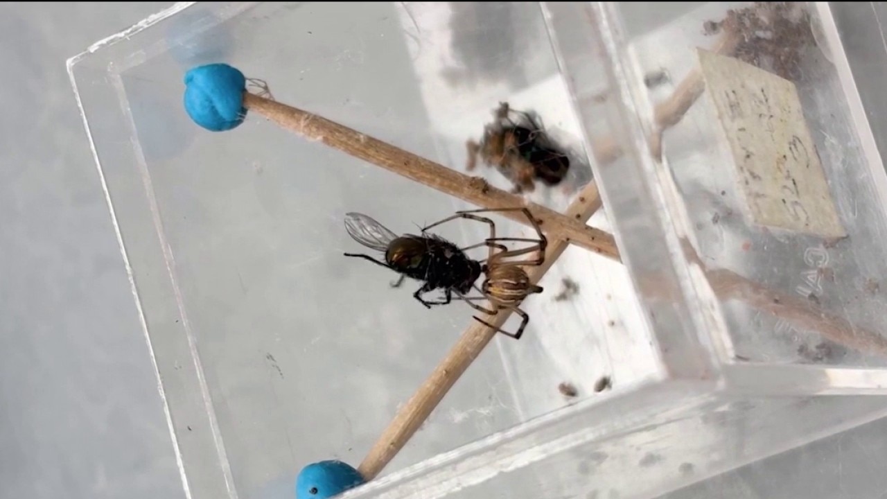Black widow behavior reveals clues about Arizona's warming winters
