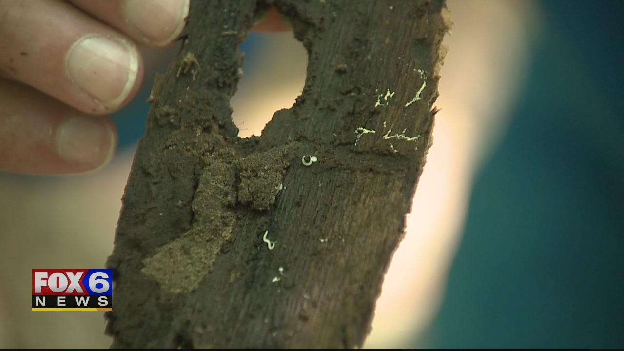 What makes a good insect pet?