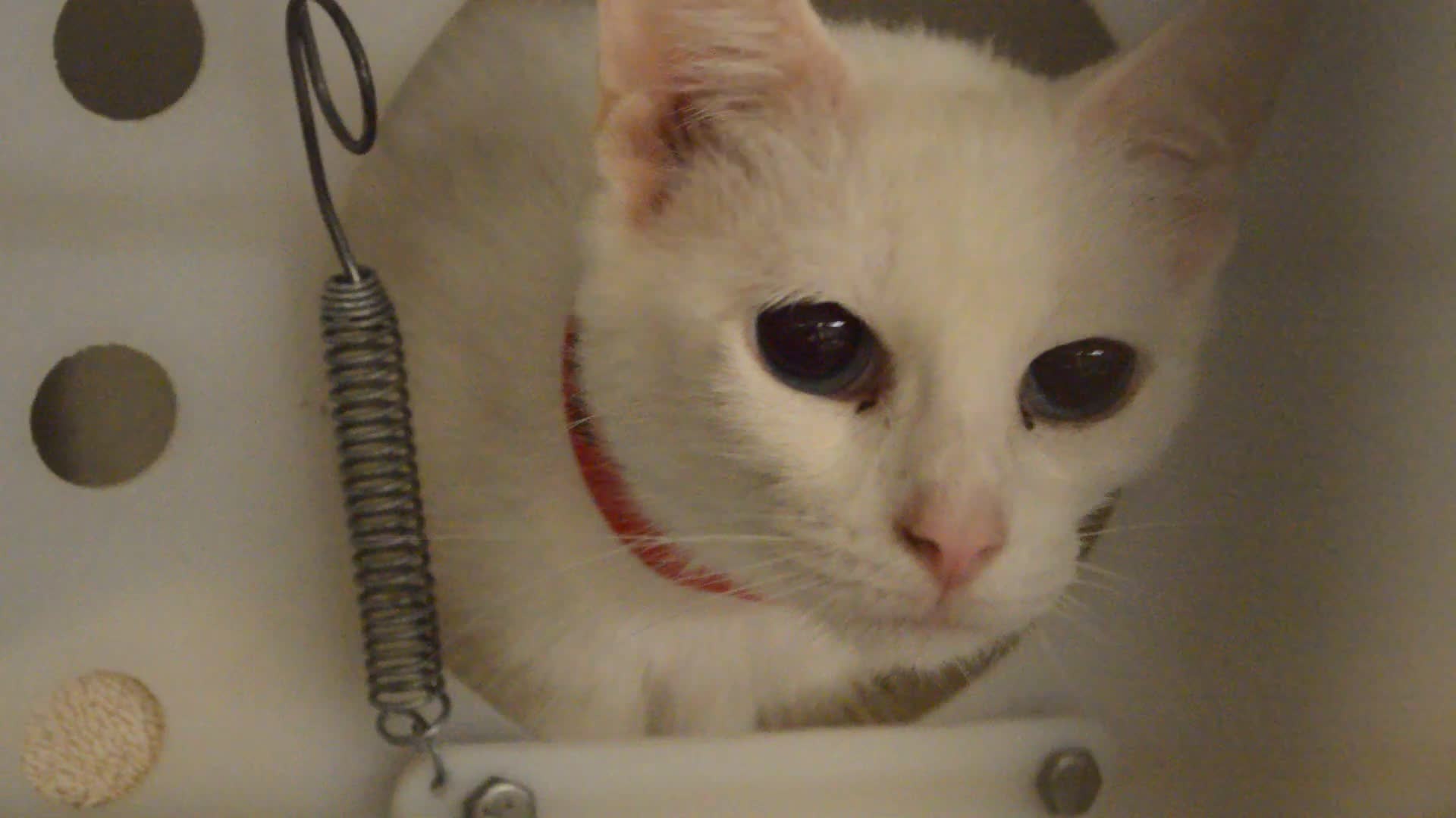 Cat recovered from Oconto County house