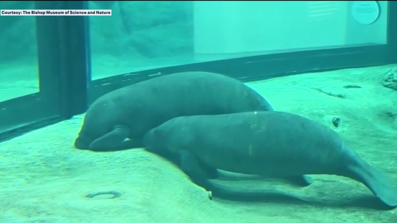 Bishop Museum of Science and Nature welcomes manatees