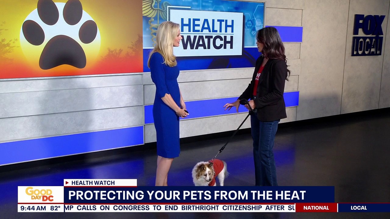 Protecting Your Pets From the Heat