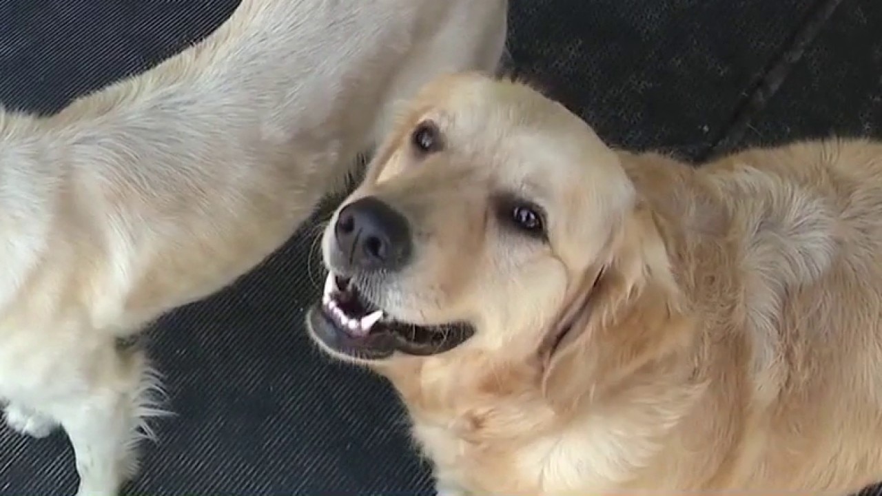 Joshua's House for Golden Retriever Rescue