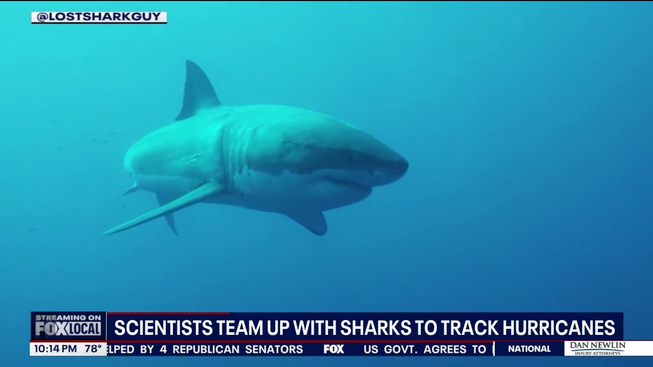 Scientists use sharks to track hurricanes