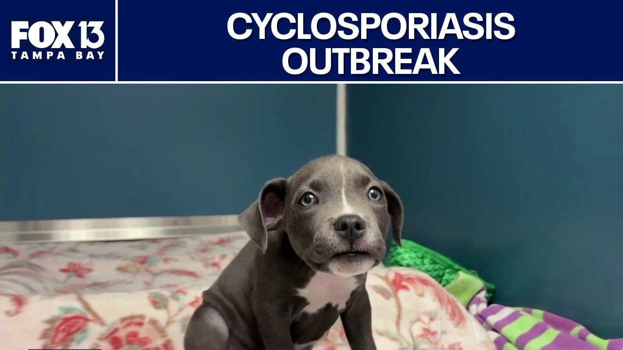 Cyclosporiasis outbreak affecting Tampa Bay Area
