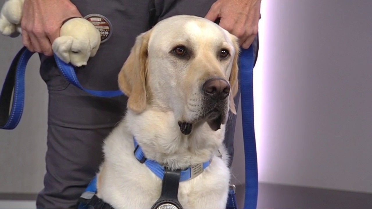 Glendale PD K9 "Brisket" visits GDLA+