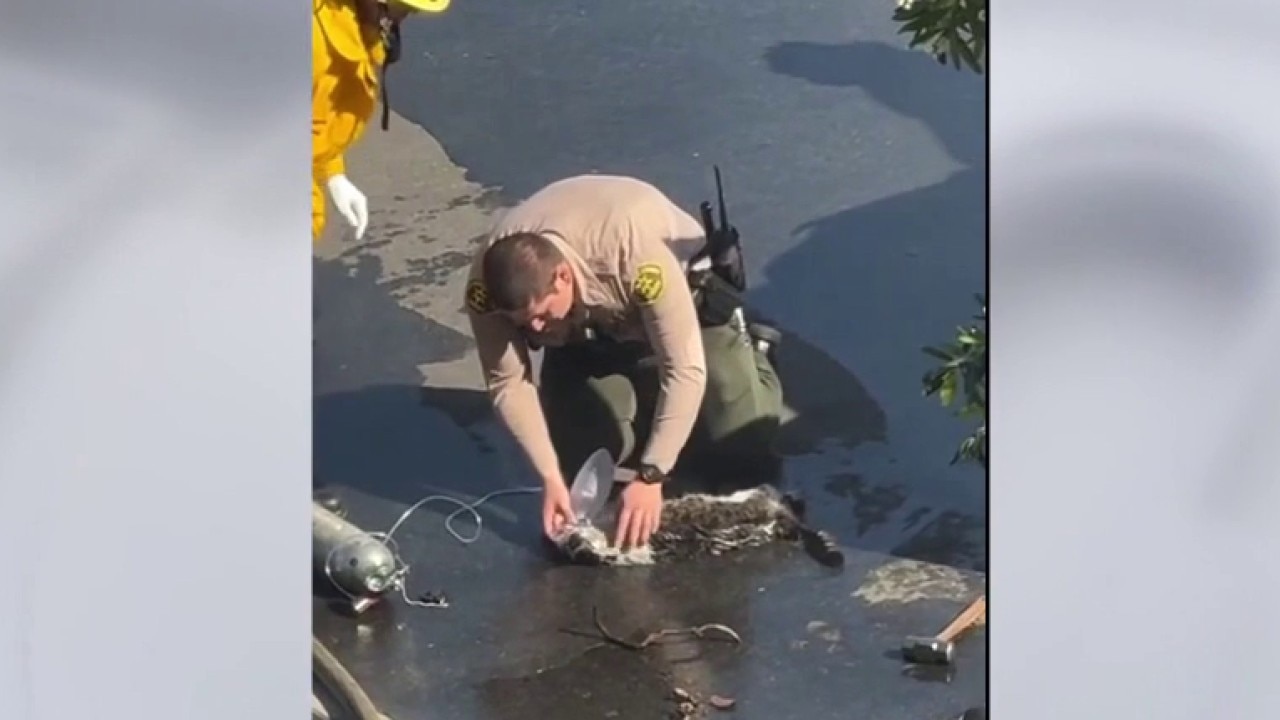 LA County deputy saves cat from burning van