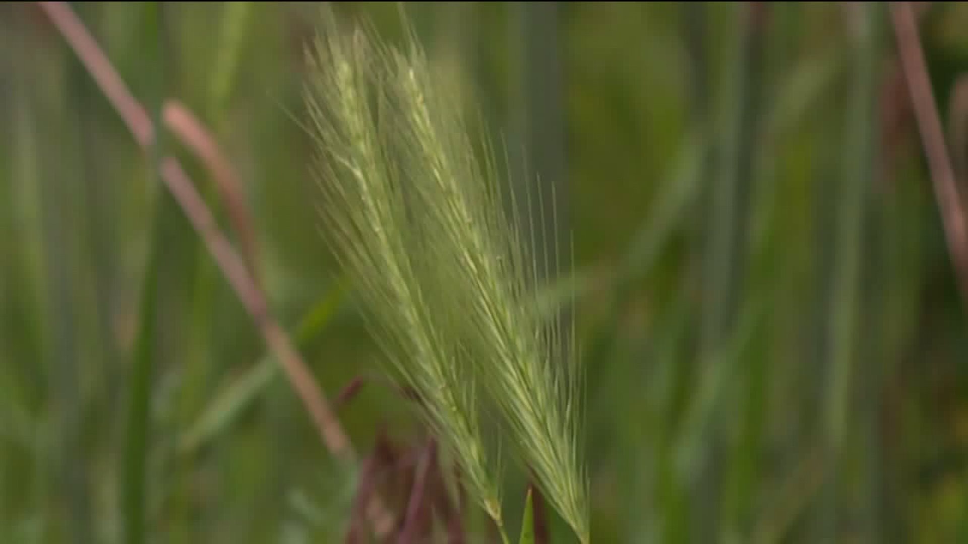 Taking your pet on a walk? Vets say to watch out for razor-sharp Foxtail grass