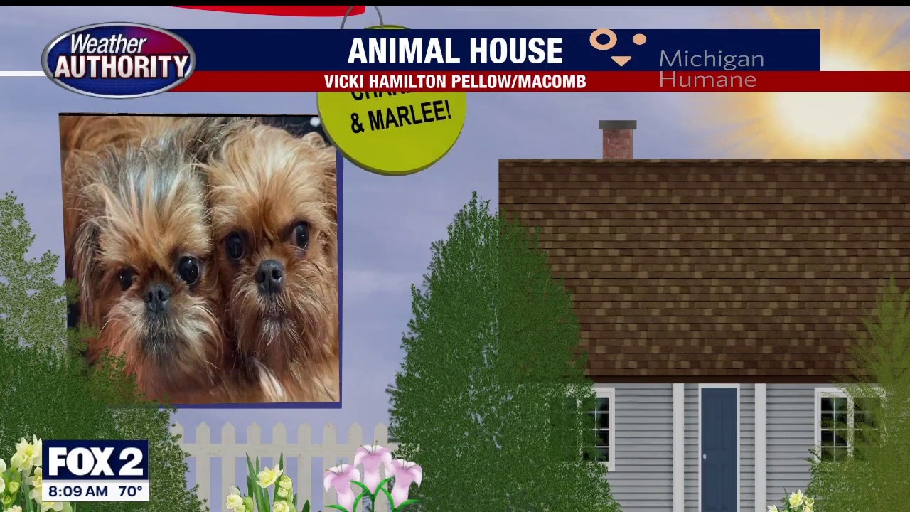 Welcome Charlee, Marlee, Teddy, Dobby