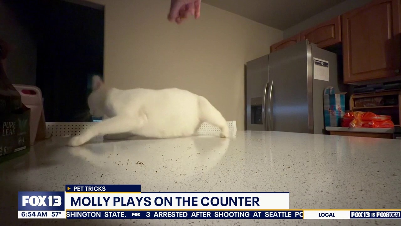 Pet Tricks for Friday, August 14