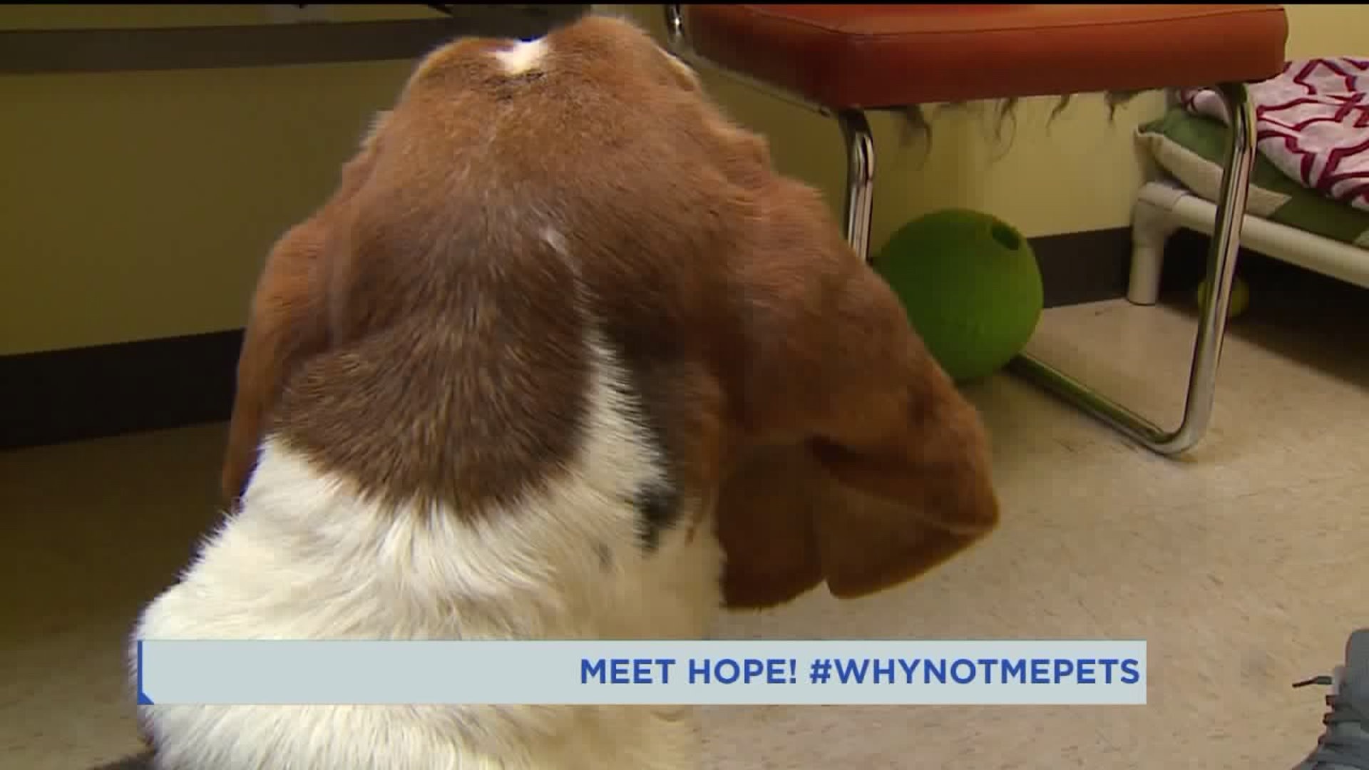 Meet Hope! #WhyNotMePets