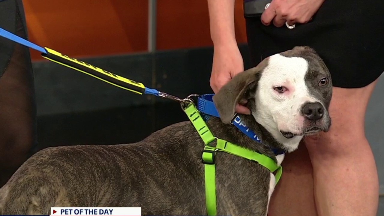 Pet of the day: Polaroid