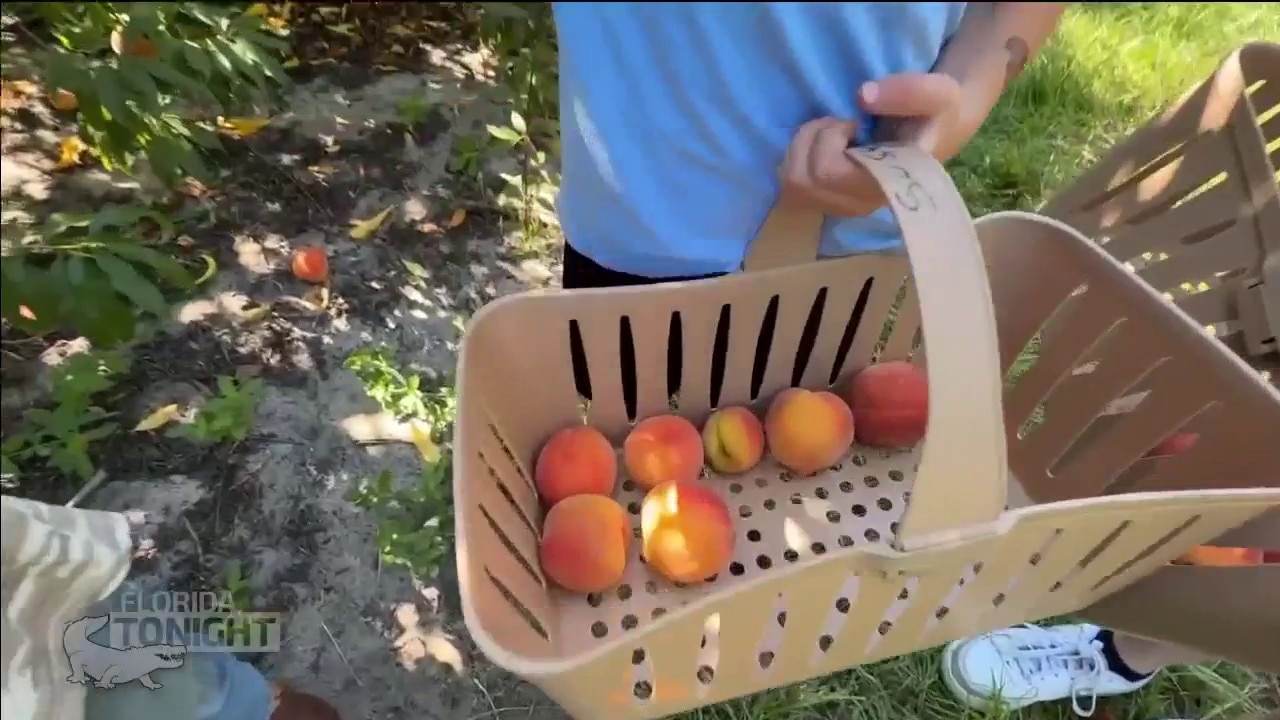 Graham's U-Pick Peaches farm in Umatilla