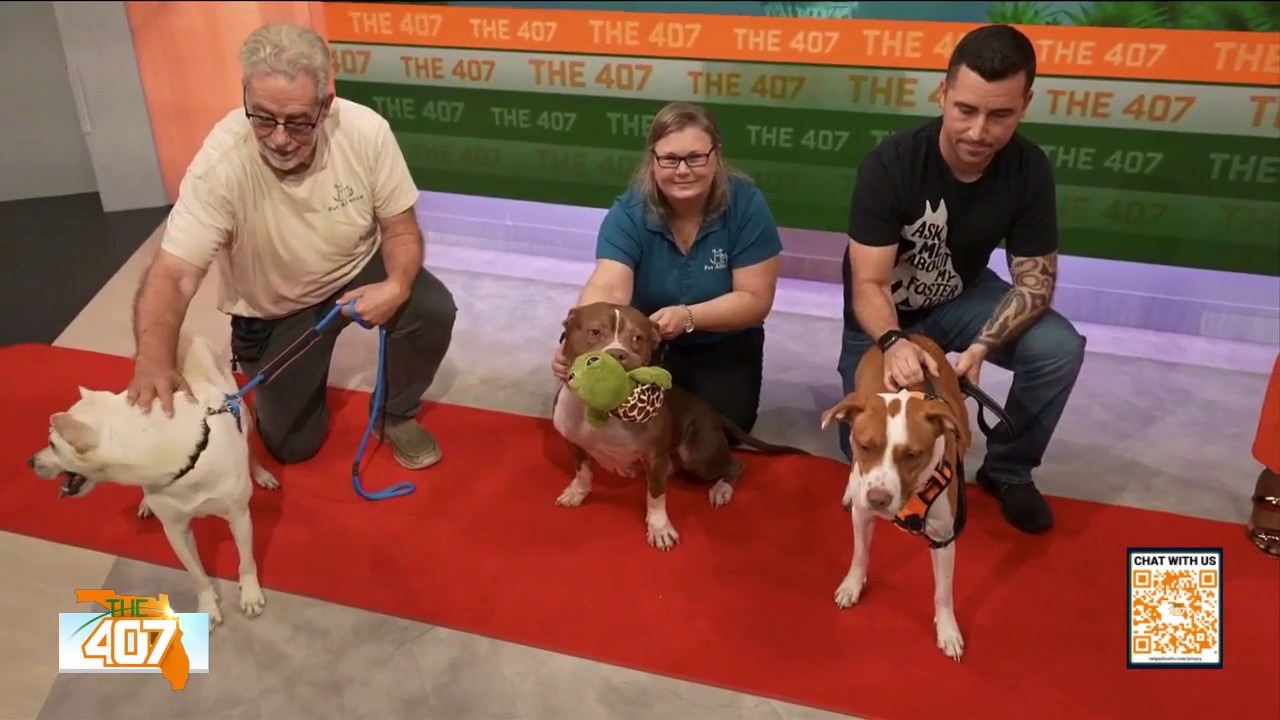 Celebrating National Mutt Day with Adoptable Pups