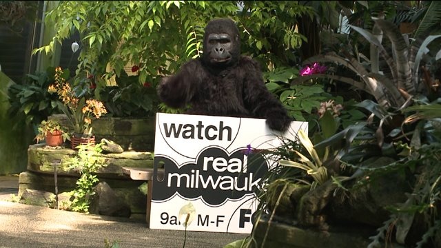 Real Milwaukee tries a little "gorilla" marketing at the Mitchell Park Domes