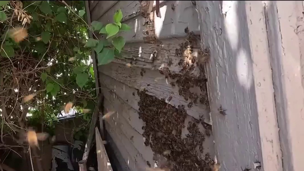 Experts warn of aggressive bees after hiker gets stung 100+ times